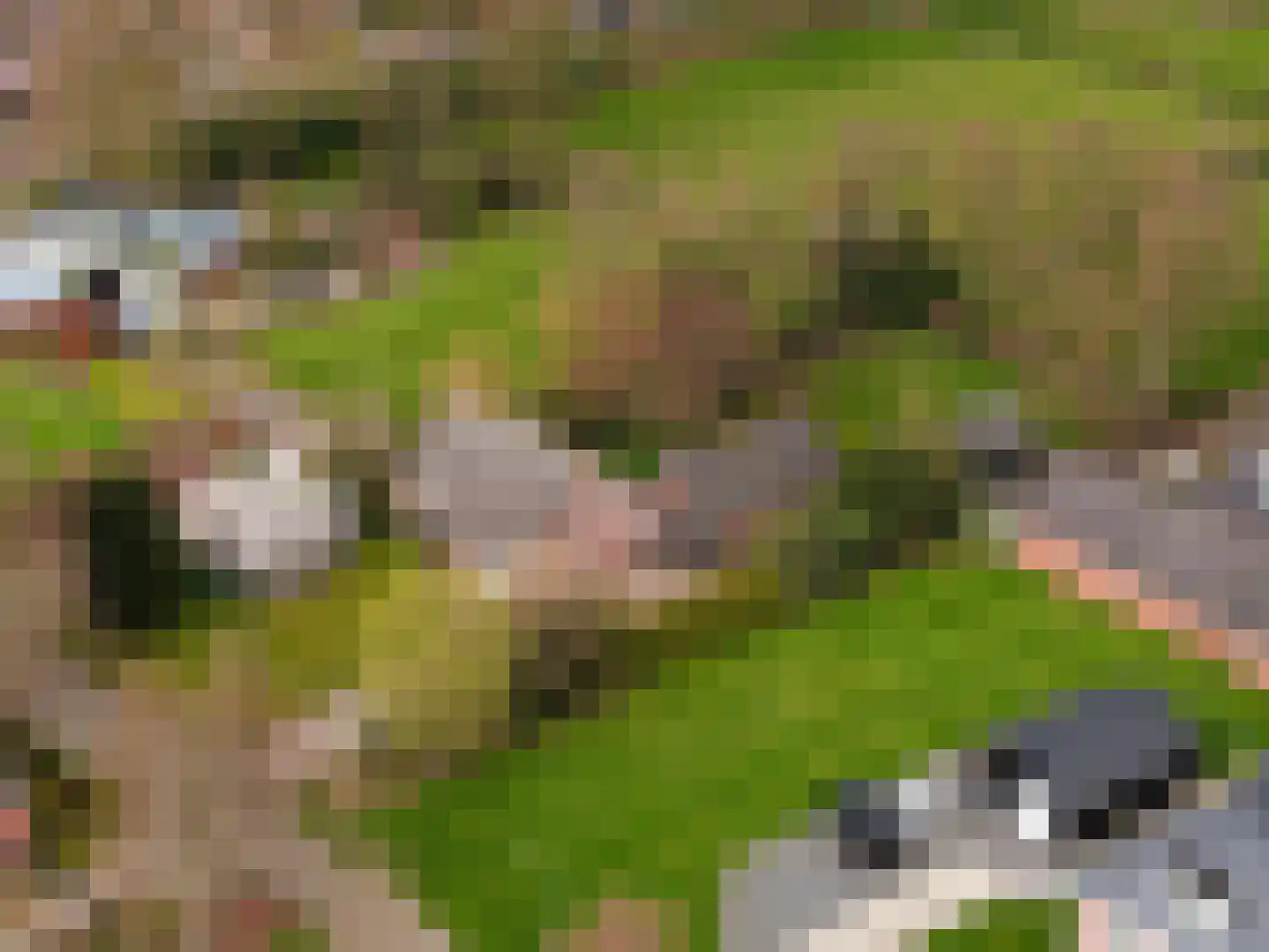 Snipperij 1 Kornhorn thumbnail 4