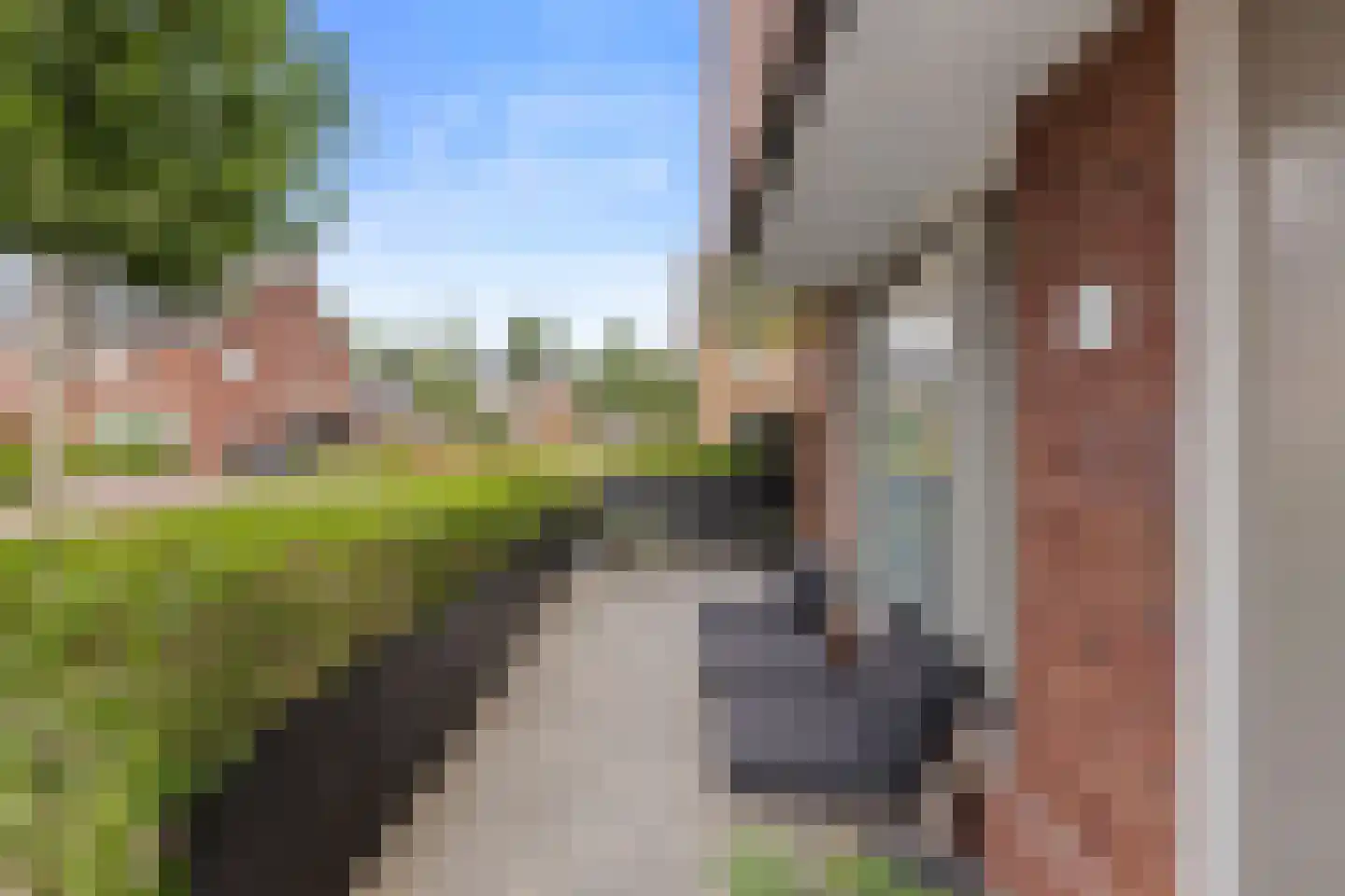 Snoek 1 Schagen thumbnail 20