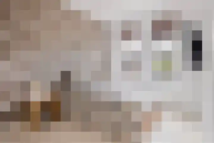 Snoek 9 Hendrik-Ido-Ambacht thumbnail 33