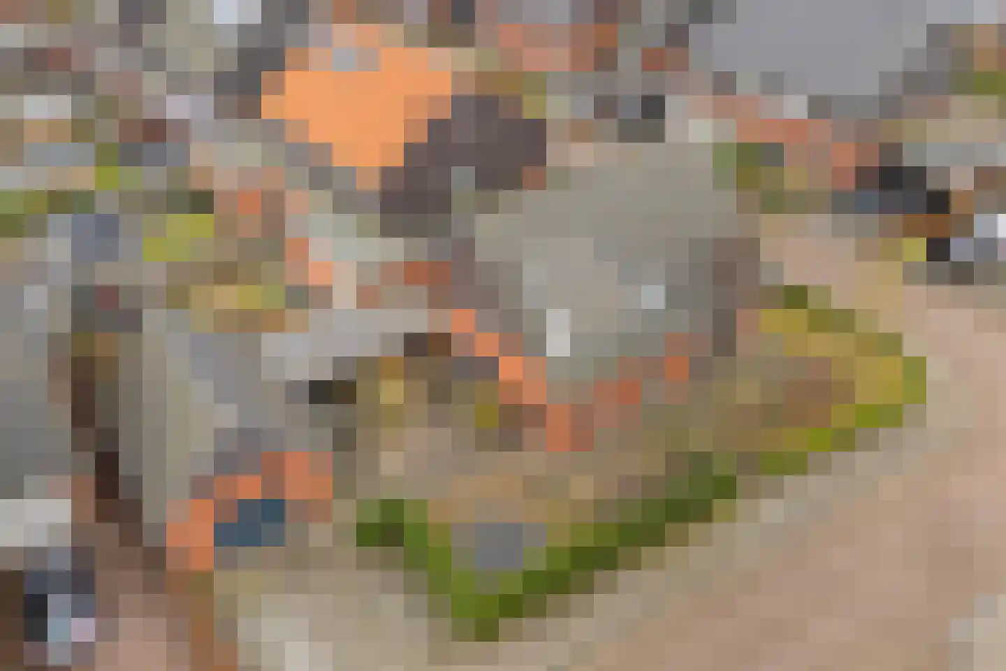 Snoekbaars 14 Nieuwleusen thumbnail 8