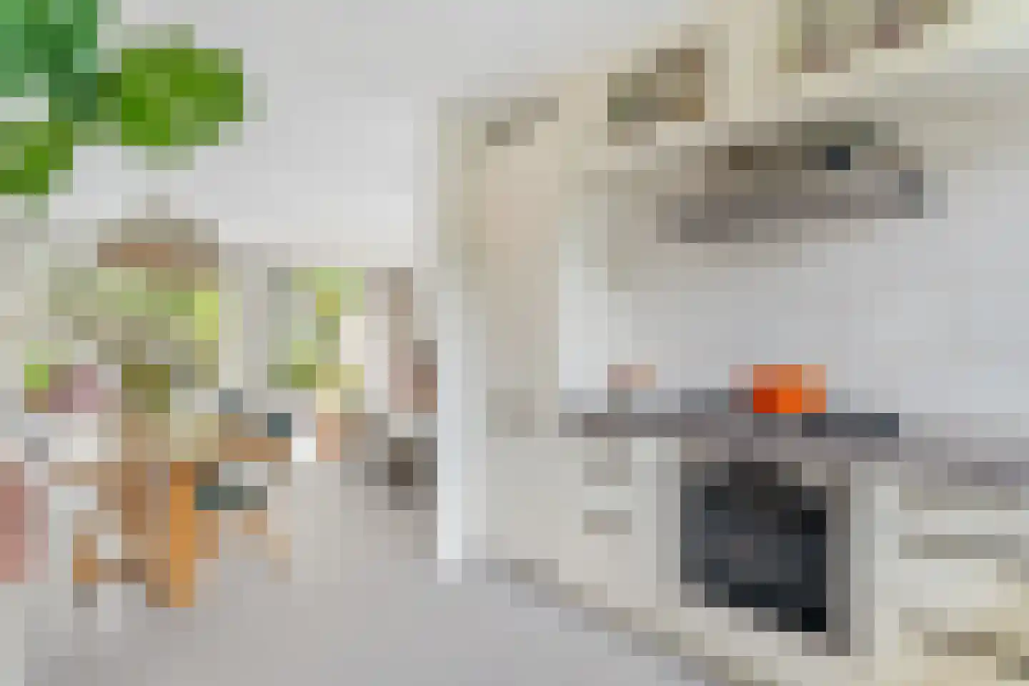 Snoekbaars 3 Leusden thumbnail 10