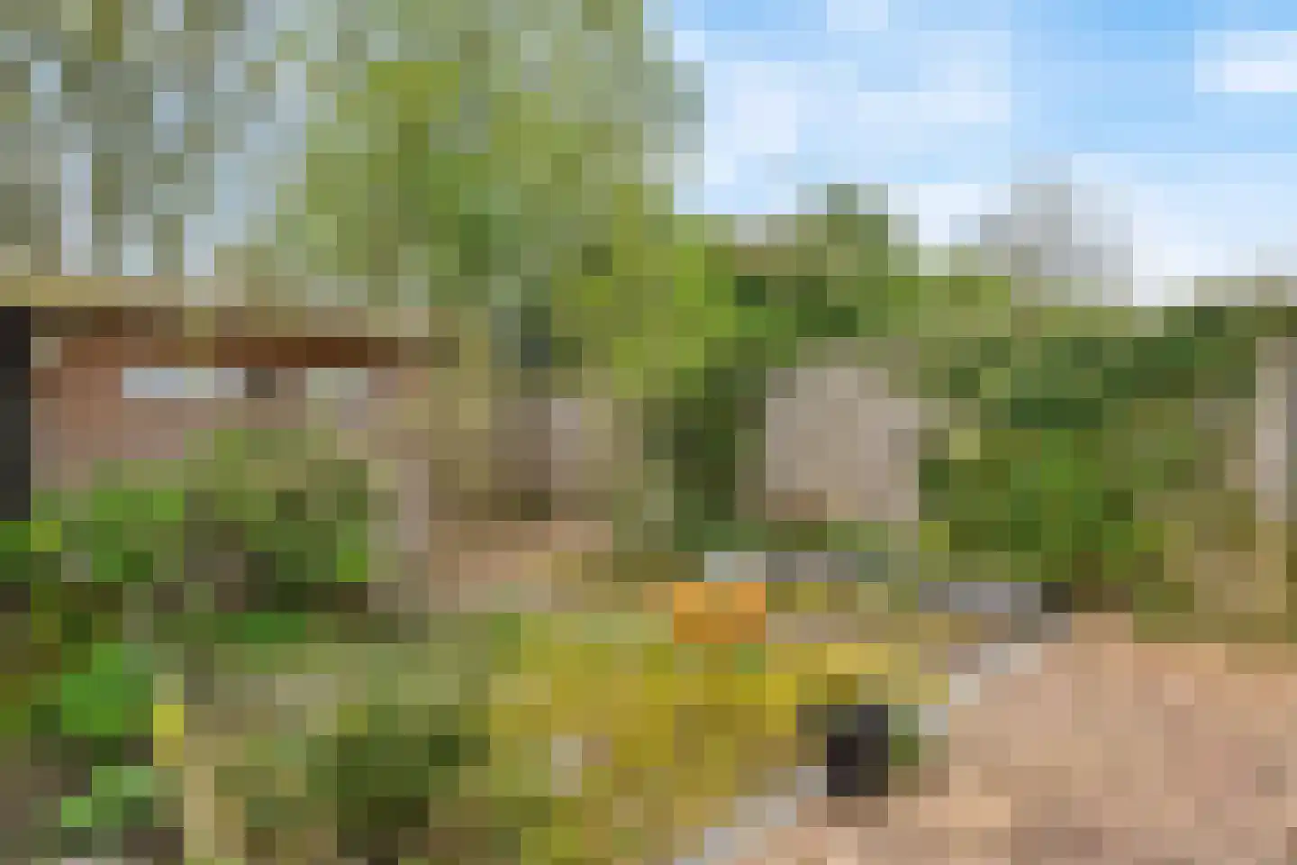 Snoekbaars 3 Leusden thumbnail 25