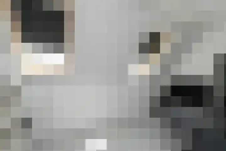 Snoekbaars 4 Waddinxveen thumbnail 47