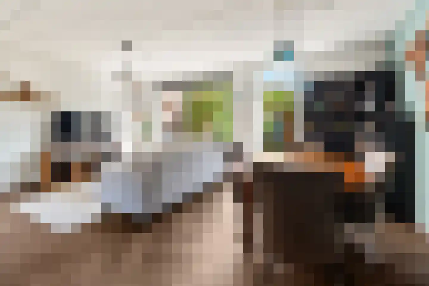 Snoekbaars 42 Zuid-Scharwoude thumbnail 7