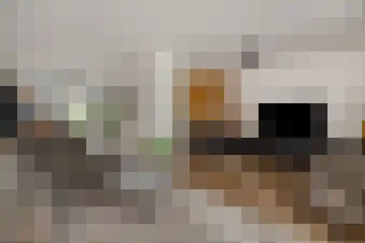 Snoekborch 9 Rosmalen thumbnail 8