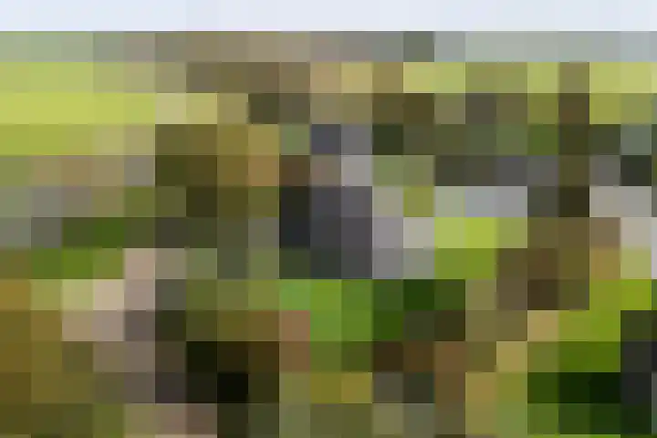 Snoekeblêd 12 Grou thumbnail 59