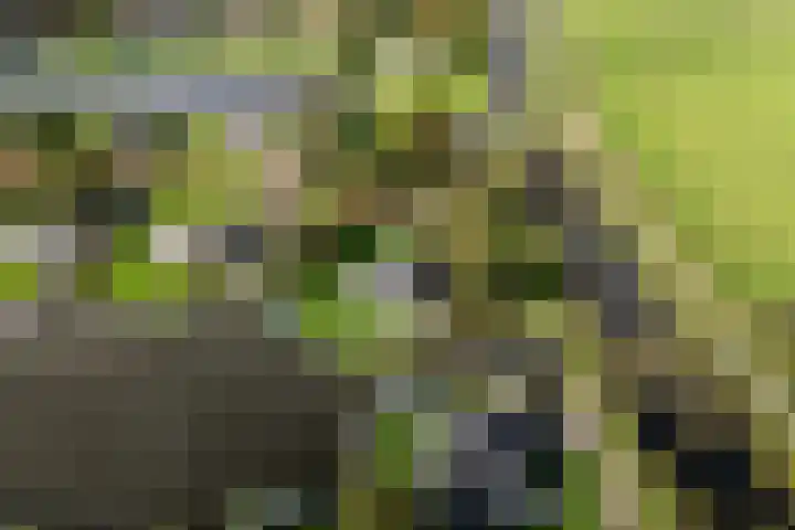 Snoekeblêd 12 Grou thumbnail 60