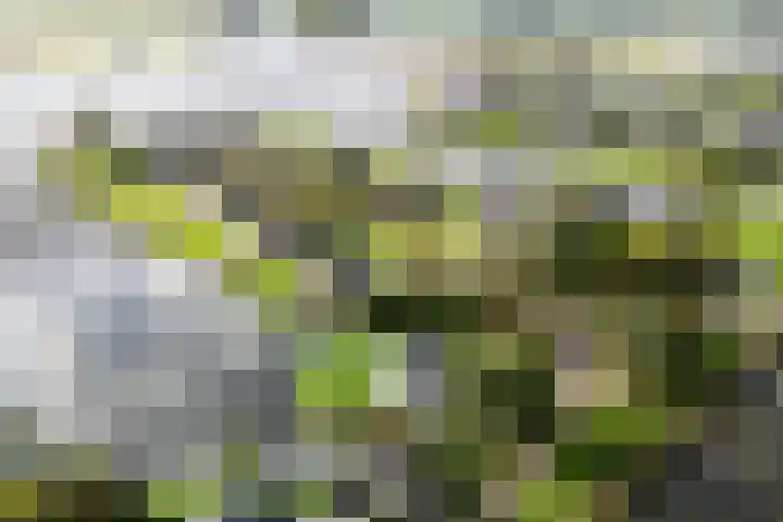 Snoekeblêd 12 Grou thumbnail 61