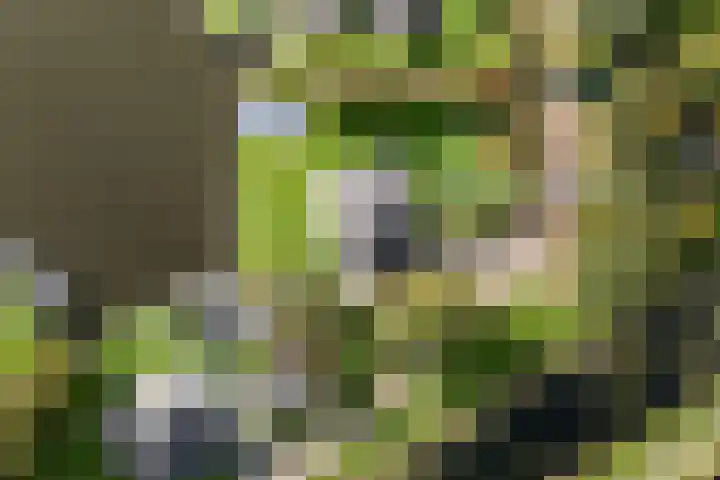 Snoekeblêd 12 Grou thumbnail 66