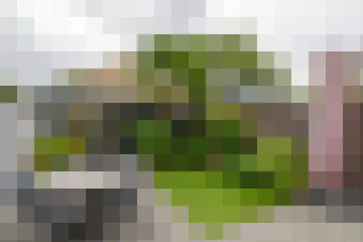 Snoekstraat 29 Eindhoven thumbnail 31