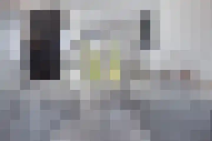 Snuitlibel 5 Son en Breugel thumbnail 10