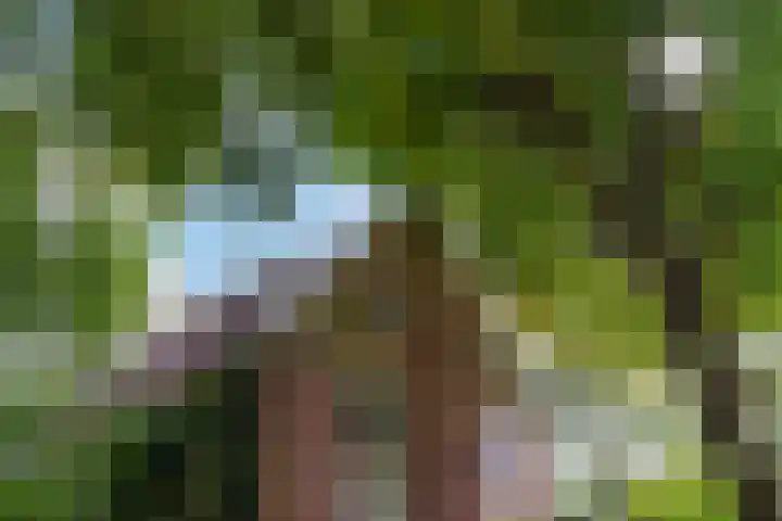 Soarremoarre 1 Nes thumbnail 10