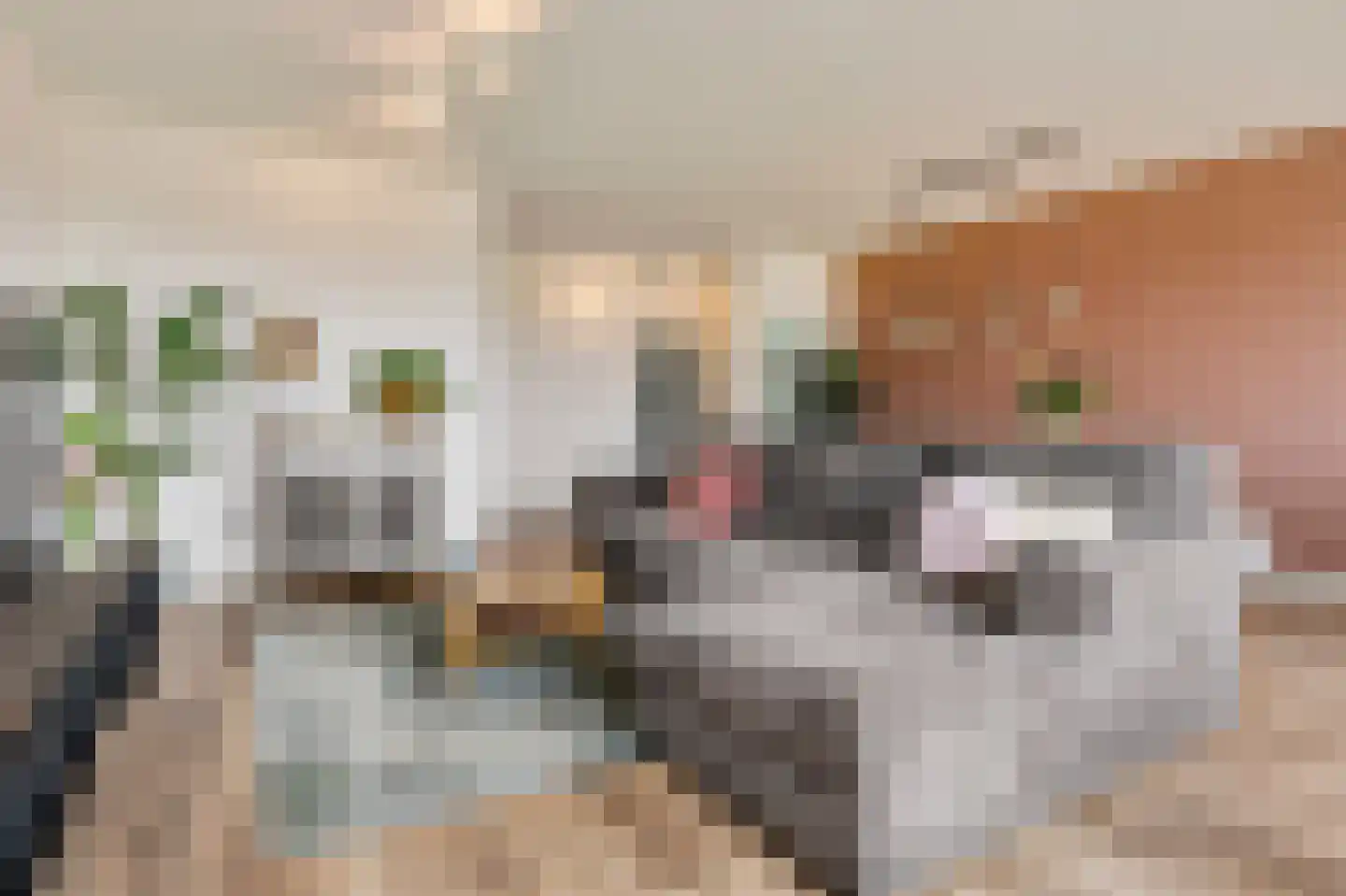 Socrateslaan 147 's-Hertogenbosch thumbnail 6