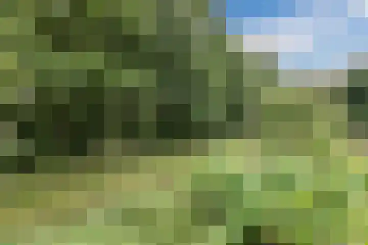 Sodalietdreef 26 Emmen thumbnail 36