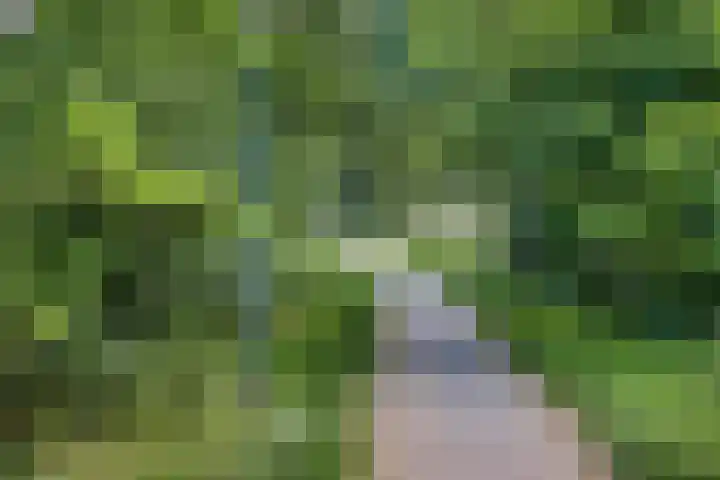 Sodalietdreef 42 Emmen thumbnail 47