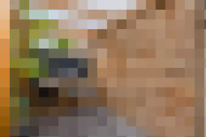 Sodawater 38 Houten thumbnail 41