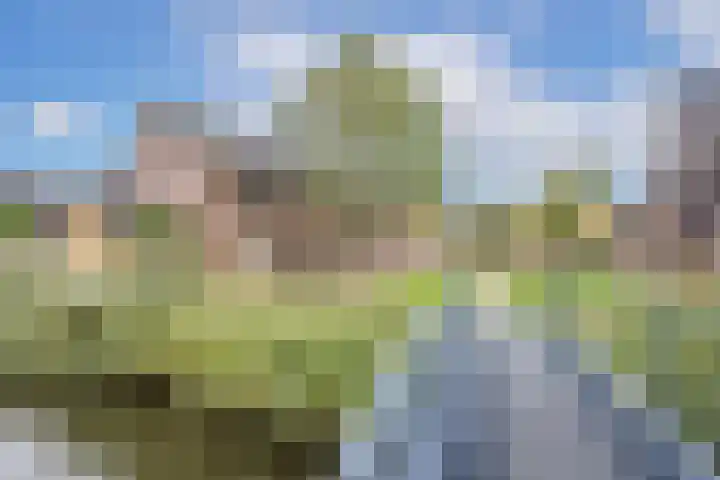 Sodawater 38 Houten thumbnail 47