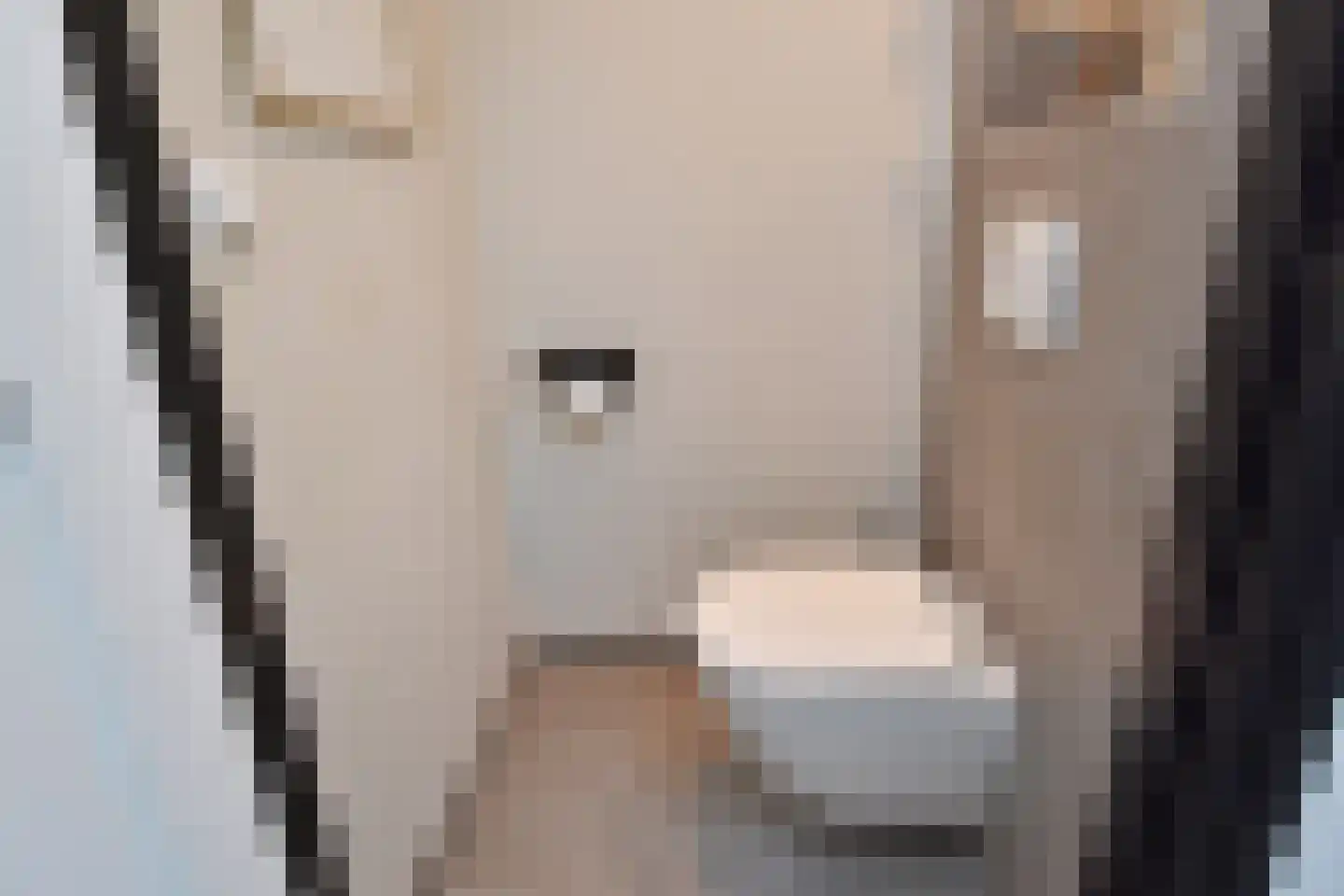 Soestdijksekade 496 Den Haag thumbnail 7