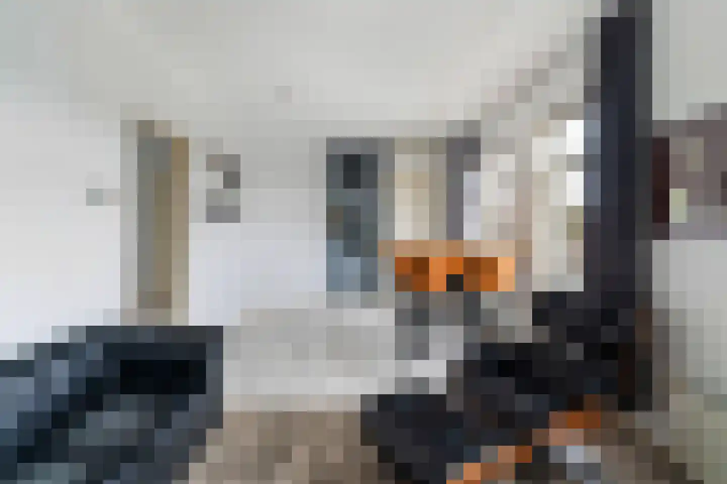 Soestdijksekade 590 Den Haag thumbnail 4
