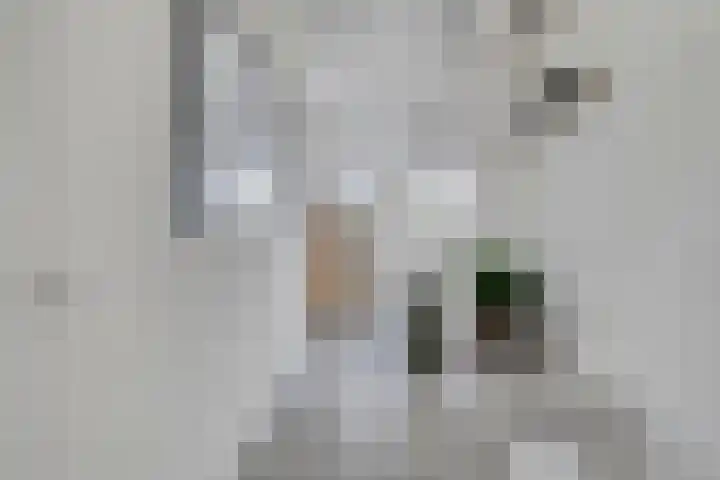 Soetelaer 21 Kortgene thumbnail 10