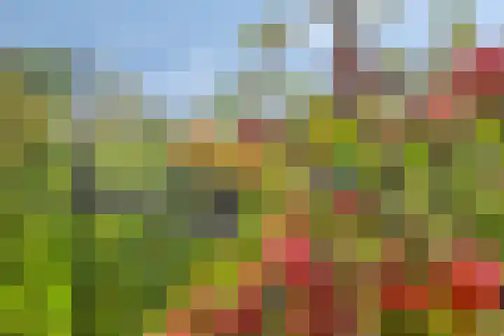 Soetelaer 21 Kortgene thumbnail 34