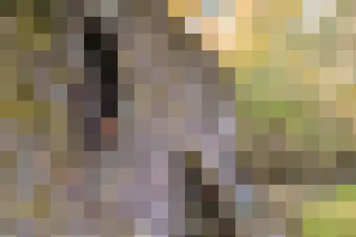 Soetendaal 8 Vierlingsbeek thumbnail 33