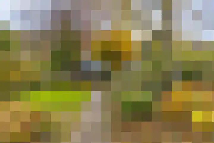 Soetendaal 8 Vierlingsbeek thumbnail 36