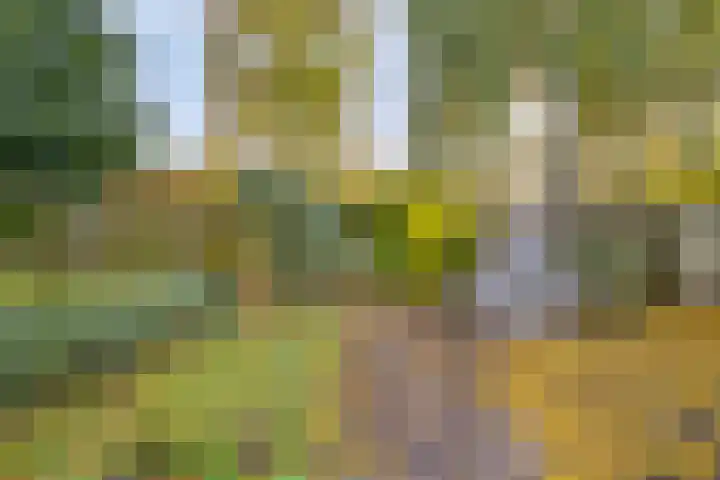 Soetendaal 8 Vierlingsbeek thumbnail 39