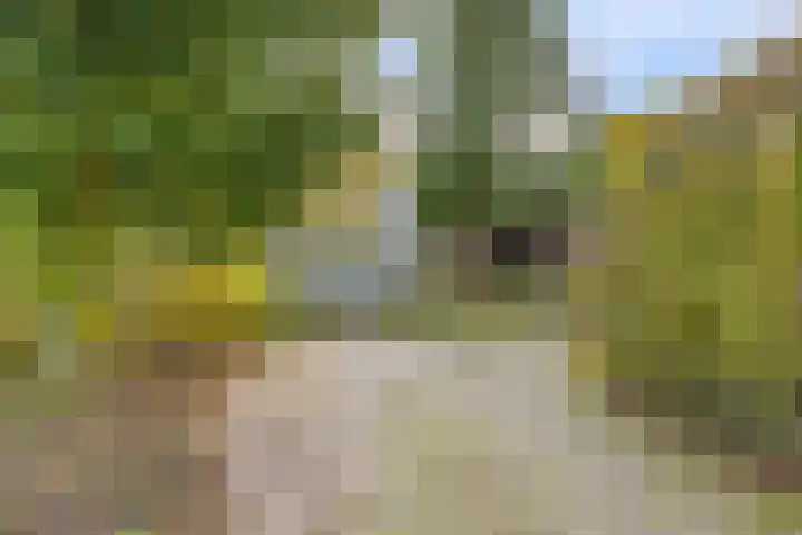 Soetendaal 8 Vierlingsbeek thumbnail 40