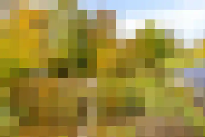 Soetendaal 8 Vierlingsbeek thumbnail 43