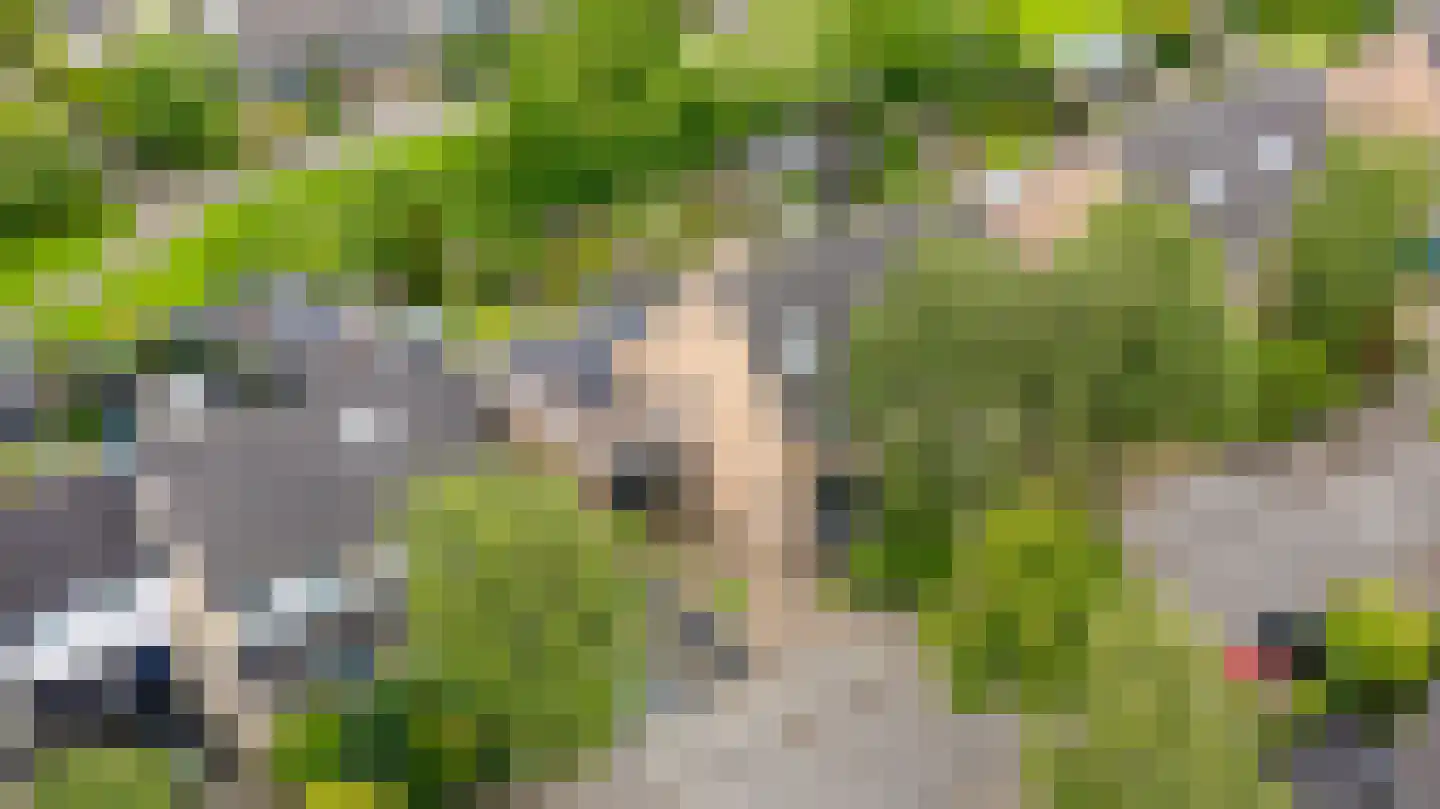 Solckamastins 12 Leeuwarden thumbnail 4