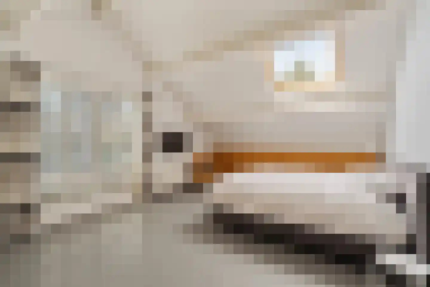 Sole Miopark 2 Noordwijk thumbnail 31