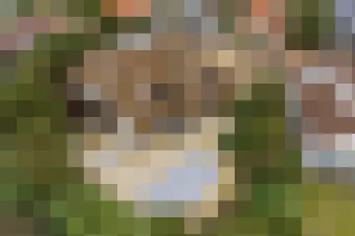 Sole Miopark 3 Noordwijk thumbnail 43