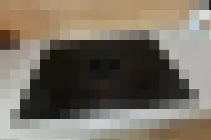 Solidus 74 Elst thumbnail 19
