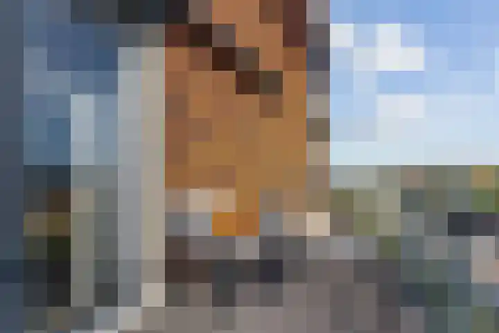 Sonate 61 Sliedrecht thumbnail 18