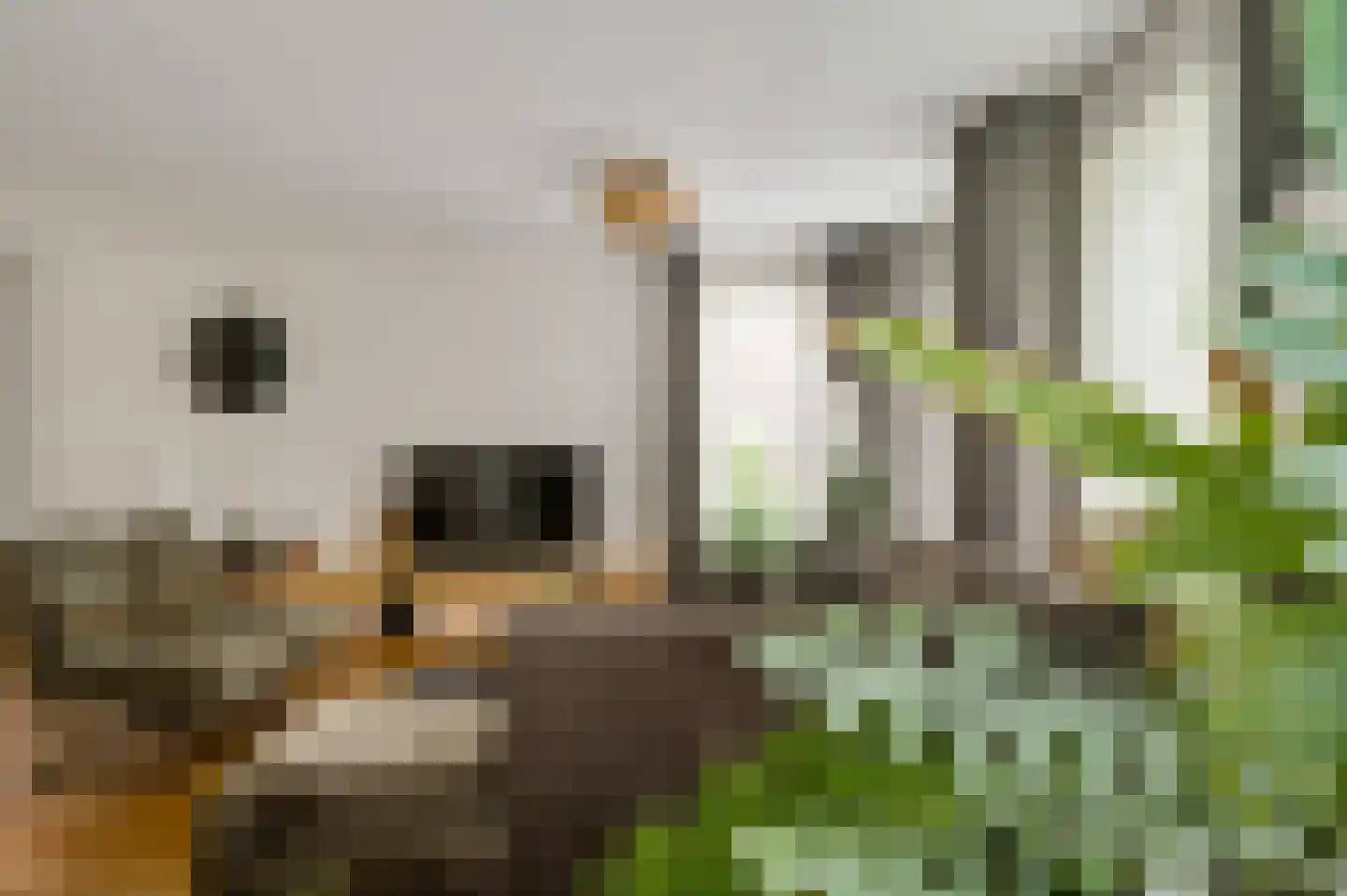 Sondertseveld 13 Sevenum thumbnail 16