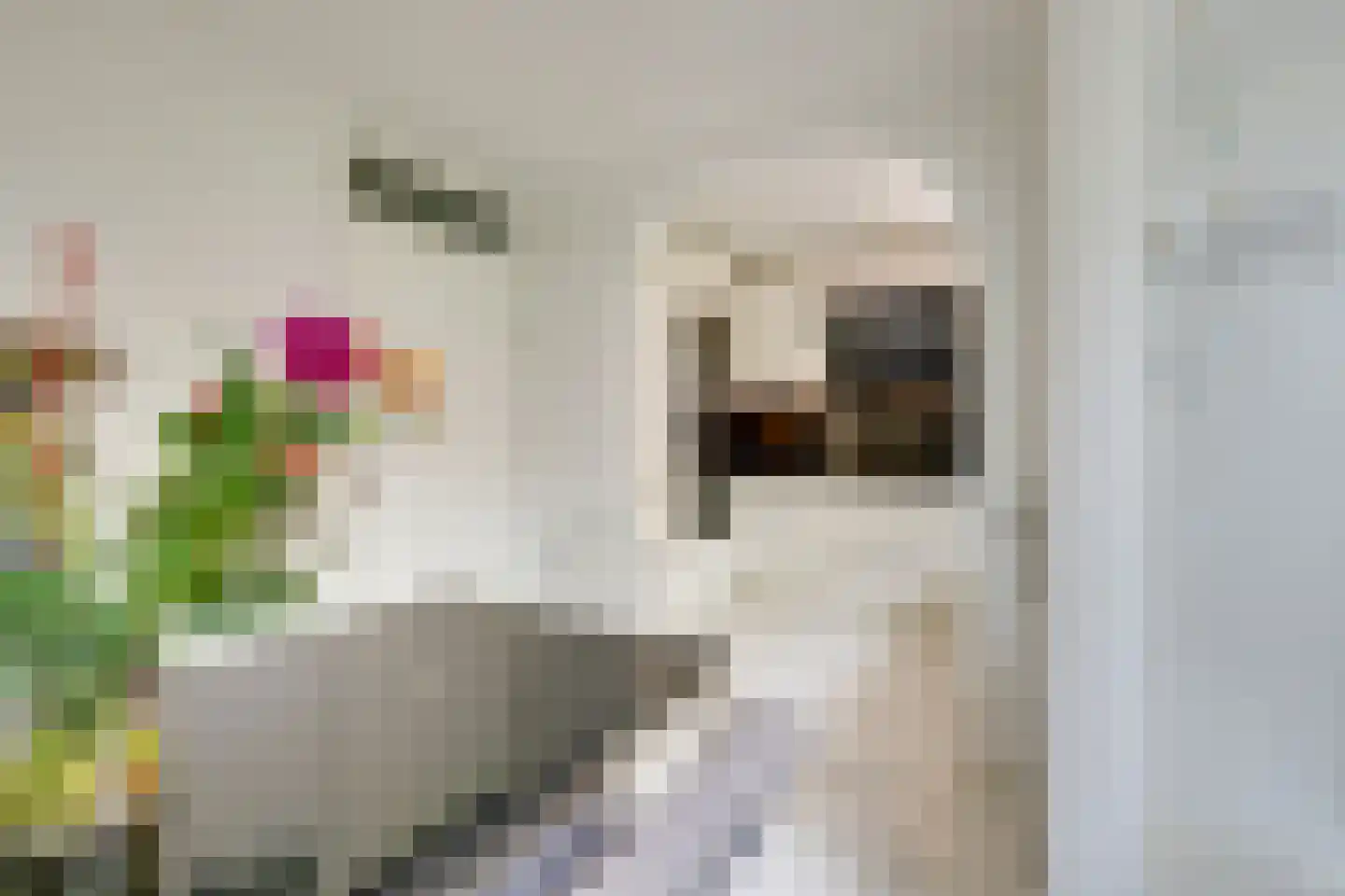 Sonja Heniepad 11 Amsterdam thumbnail 12