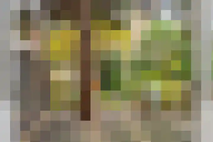 Sonmansstraat 111 B Rotterdam thumbnail 25