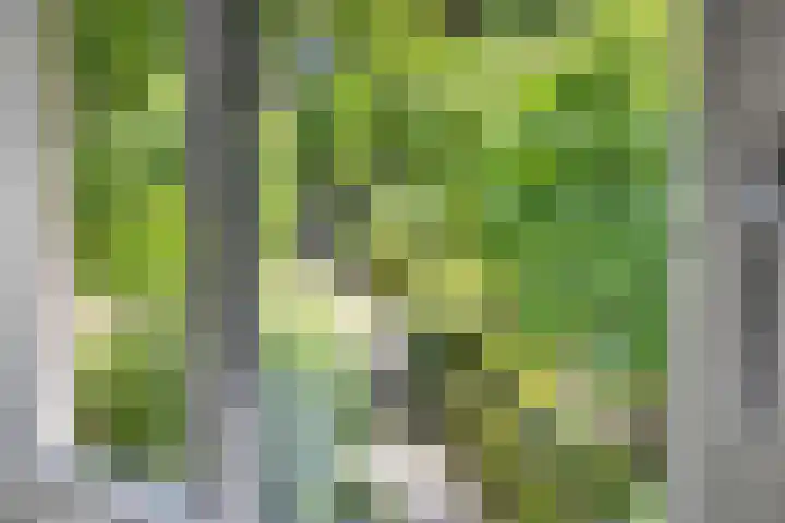 Sonnevancklaan 24 Harderwijk thumbnail 32