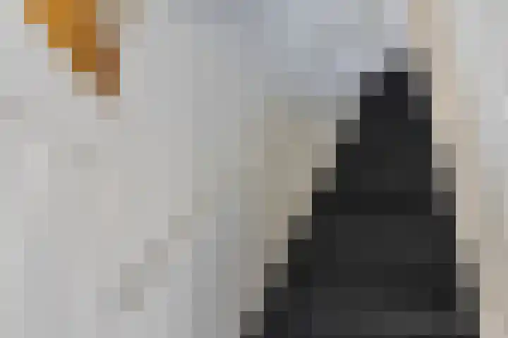 Sophia van Wurtemberglaan 12 Eindhoven thumbnail 18