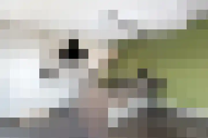 Sophiastraat 1 Schijndel thumbnail 13