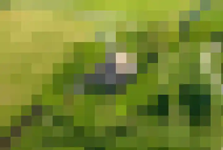 Sopsum 6 Achlum thumbnail 11
