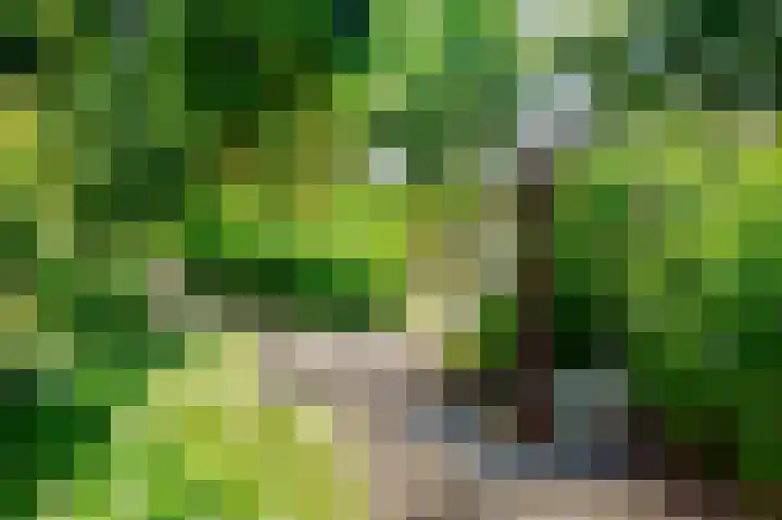 Sopsum 6 Achlum thumbnail 51