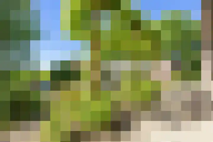 Sopsum 6 Achlum thumbnail 72
