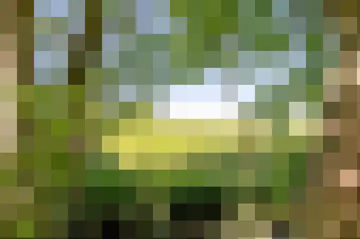 Sopsum 6 Achlum thumbnail 84
