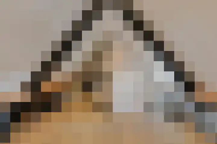Souverijnsakker 14 Veghel thumbnail 35