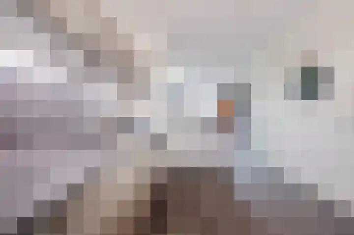 Souverijnsakker 3 Veghel thumbnail 22