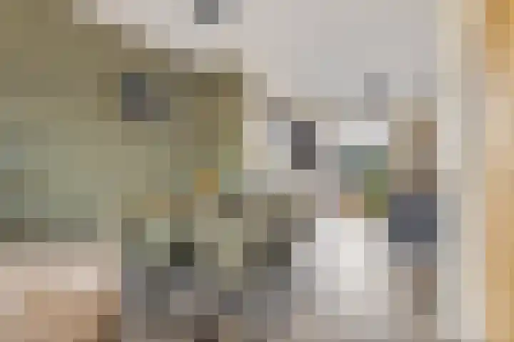 Souverijnsakker 5 Veghel thumbnail 11