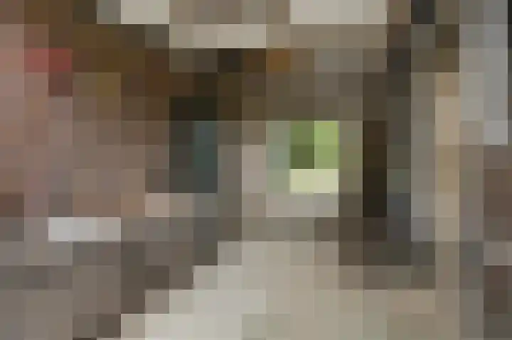 Spaanshuisken 17 Koningsbosch thumbnail 10
