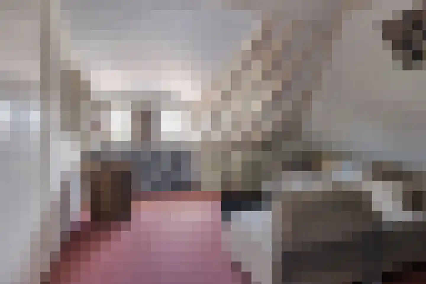 Spaanshuisken 33 Koningsbosch thumbnail 31